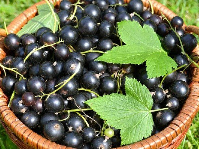 Смородина купить саженцы из питомника в Краснодаре