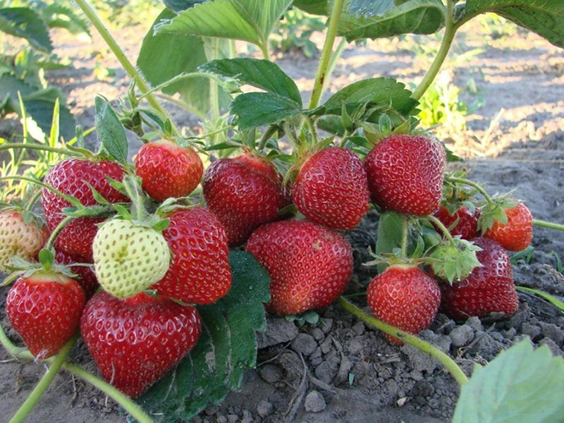 Клубника купить саженцы из питомника в Краснодаре