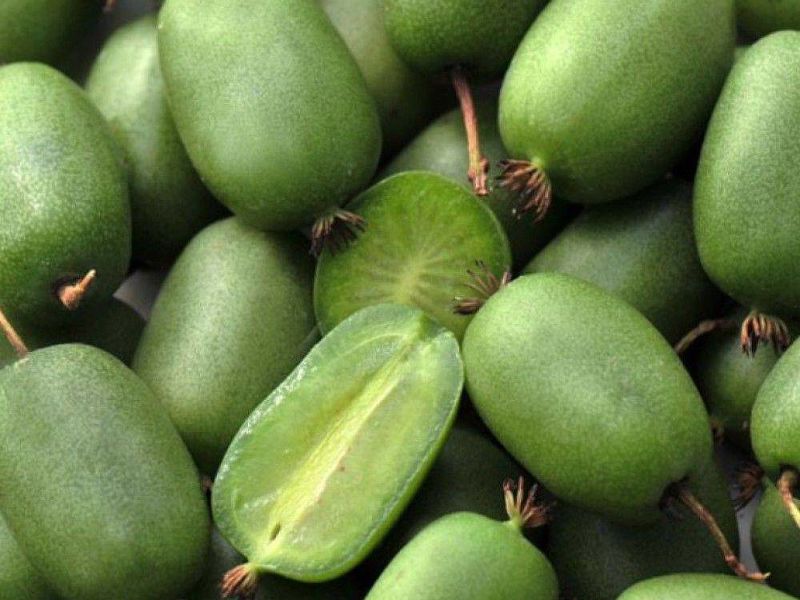 Актинидия купить саженцы из питомнике в Краснодаре